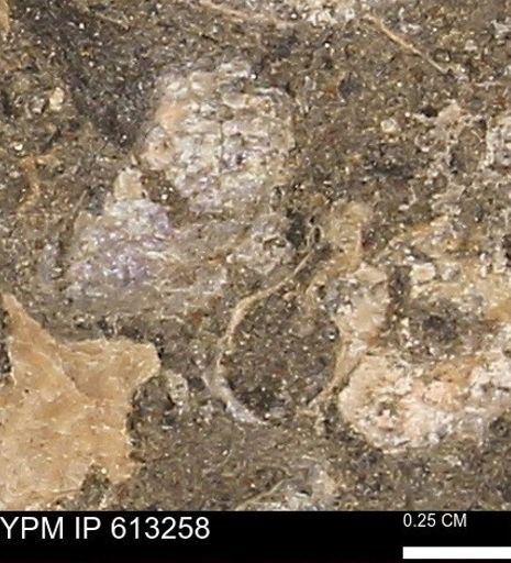 Scaphites sp.