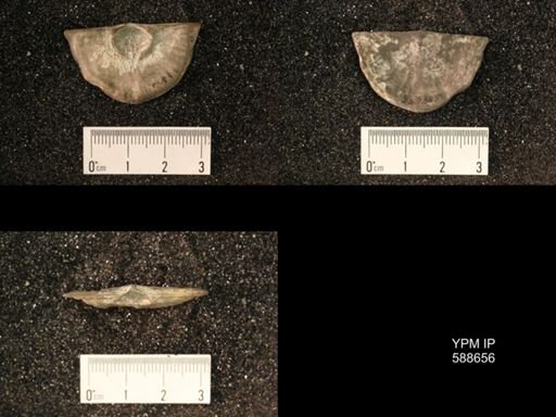 Strophomena planumbona
