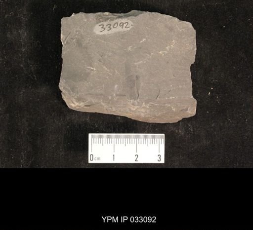 Mormolucoides articulatus