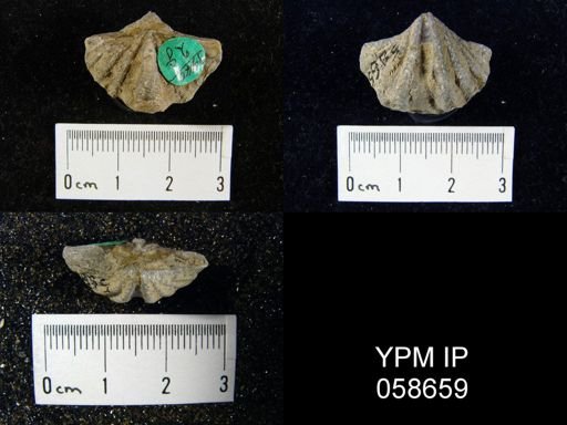 Delthyris perlamellosa