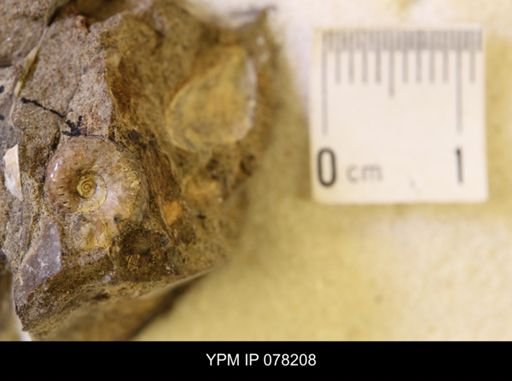 Hoploscaphites comprimus
