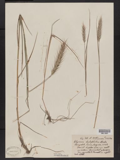 Elymus virginicus