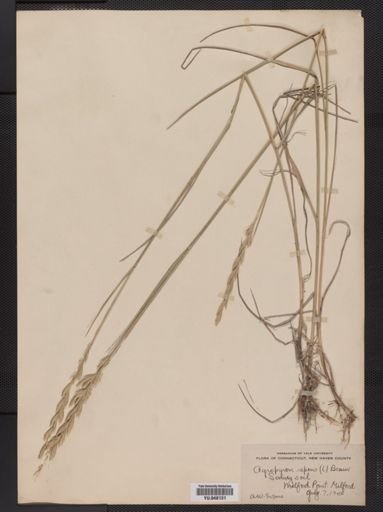 Elymus repens