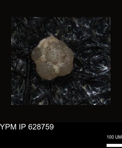 undet. Foraminiferida