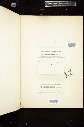 Dasycladus claviformis