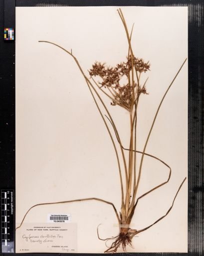 Cyperus dentatus
