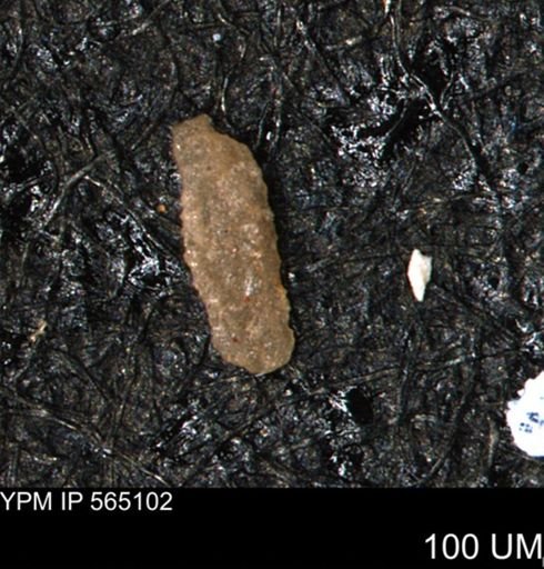 Verneuilina canadensis
