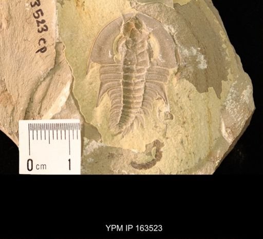 Olenellus