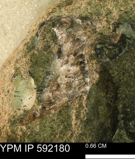 Ostrea translucida?