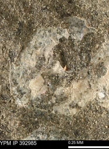 undet. Mollusca