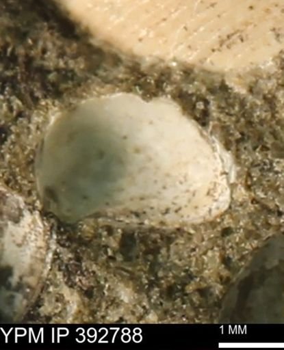Protocardia?
