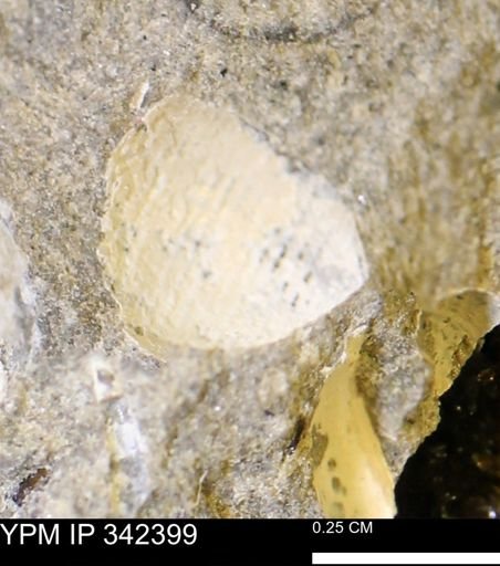 undet. Mollusca
