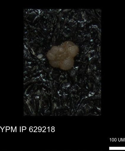 undet. Rugoglobigerinidae