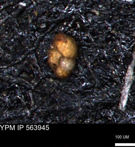 Bimonilina variana