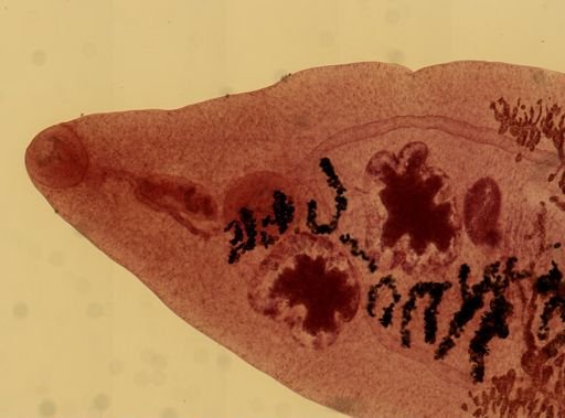 Dicrocoelium dendriticum