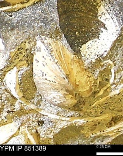 Limopsis striatopunctatus