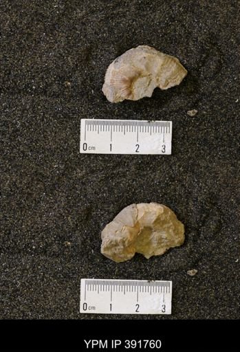 Scaphites whitfieldi
