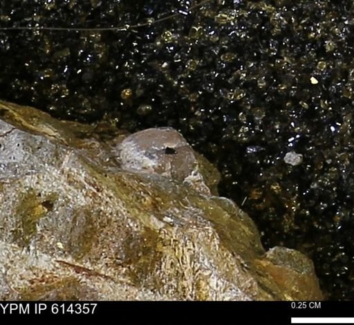 Limopsis striatopunctatus