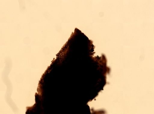 Demospongiae