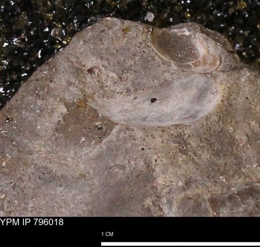 undet. Bivalvia