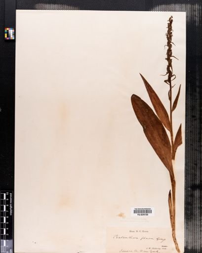 Plantae