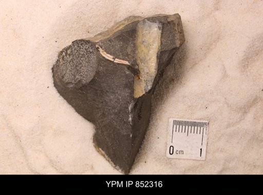 Baculites sp.