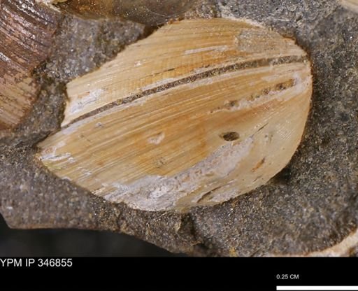 Limopsis striatopunctatus