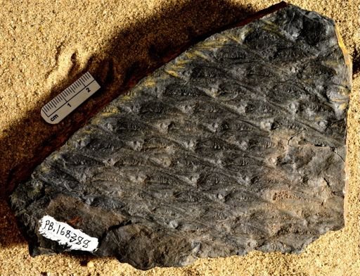Lepidodendron sp.