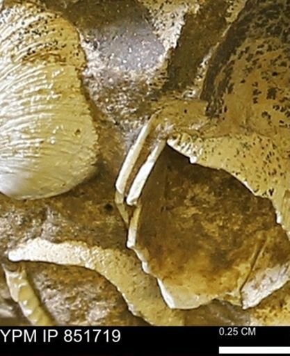 Limopsis striatopunctatus