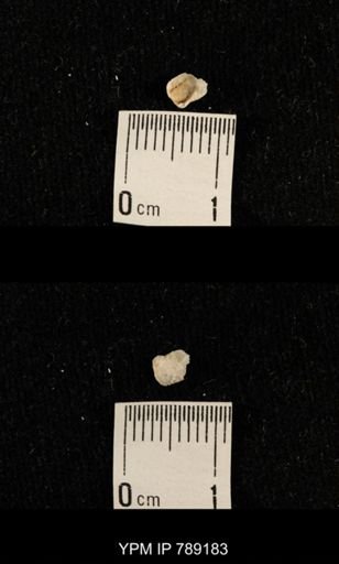 undet. Brachiopoda
