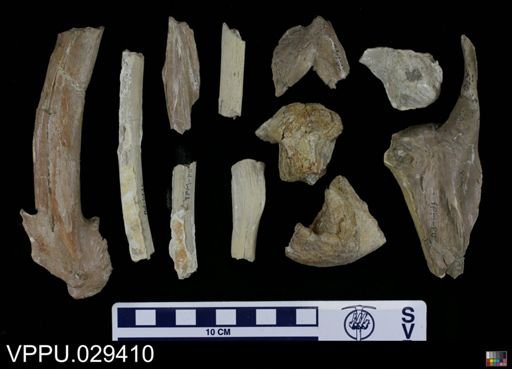 Mosasaurus sp.