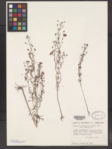 Agalinis tenuifolia var. tenuifolia