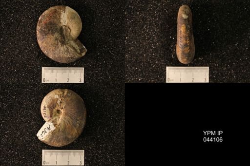 Hoploscaphites nicolletii