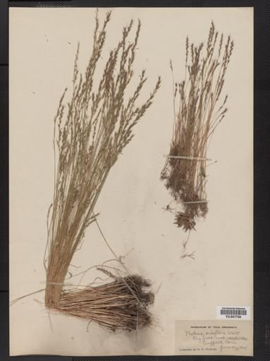 Festuca octoflora