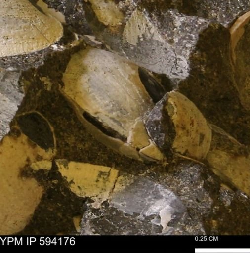 Limopsis? striatopunctatus
