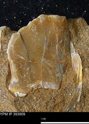 undet. Bivalvia