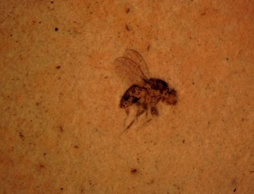 undet. Diptera