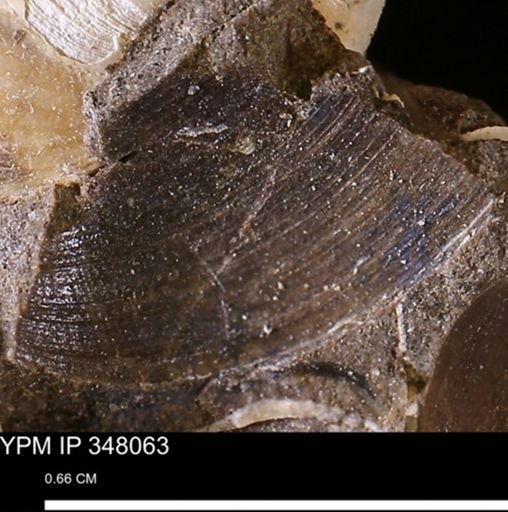 Limopsis striatopunctatus