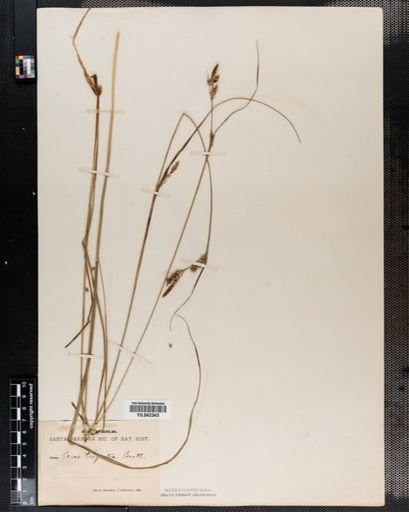 Carex