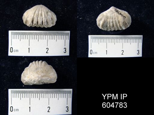 Eatonia sp.