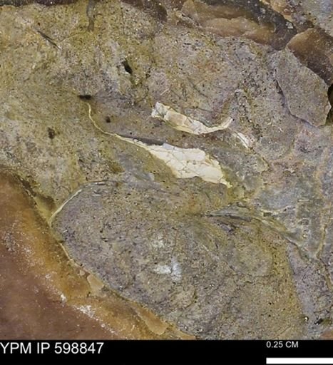 Hoploscaphites sp.