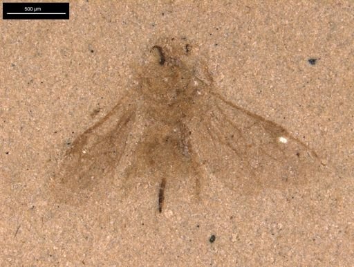 taxon undetermined
