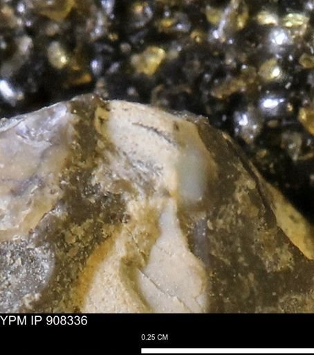 undet. Bivalvia