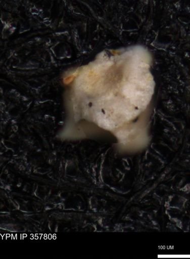 undet. Foraminiferida