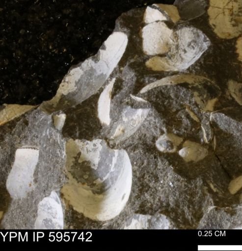 Protocardia sp.