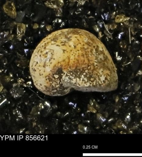 Euspira sp.