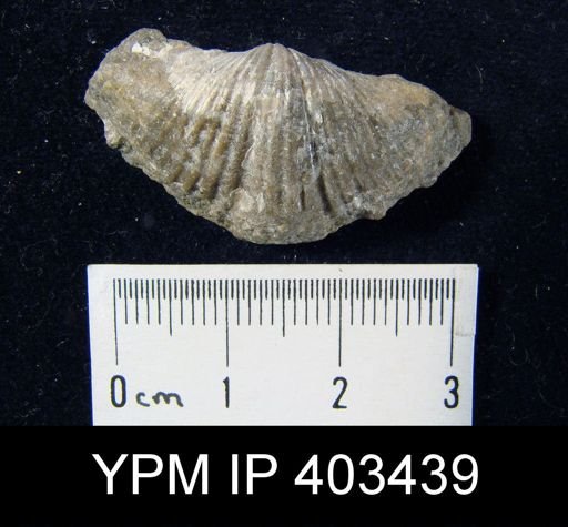 Spirifer increbescens