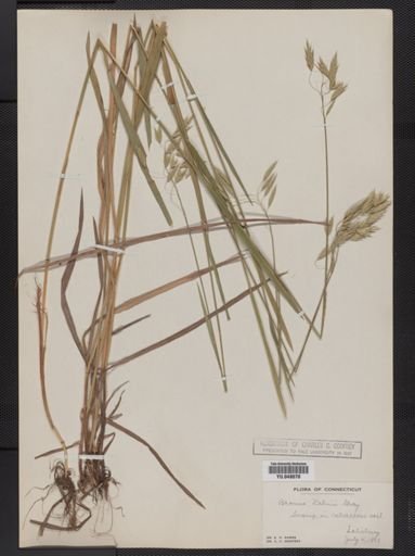 Bromus kalmii