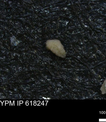 undet. Foraminiferida
