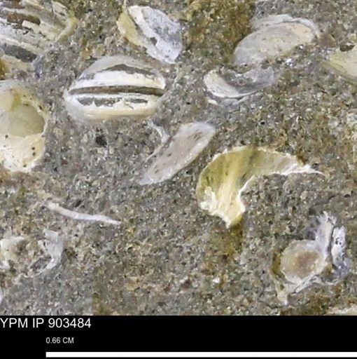 undet. Bivalvia